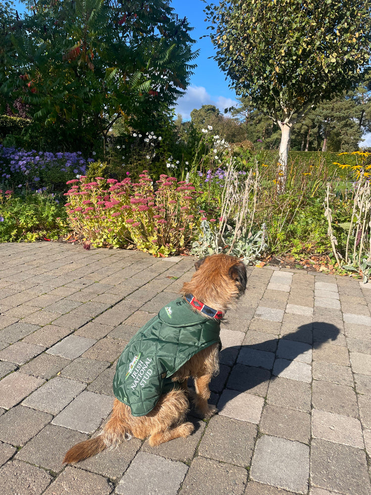 Dog Accessories