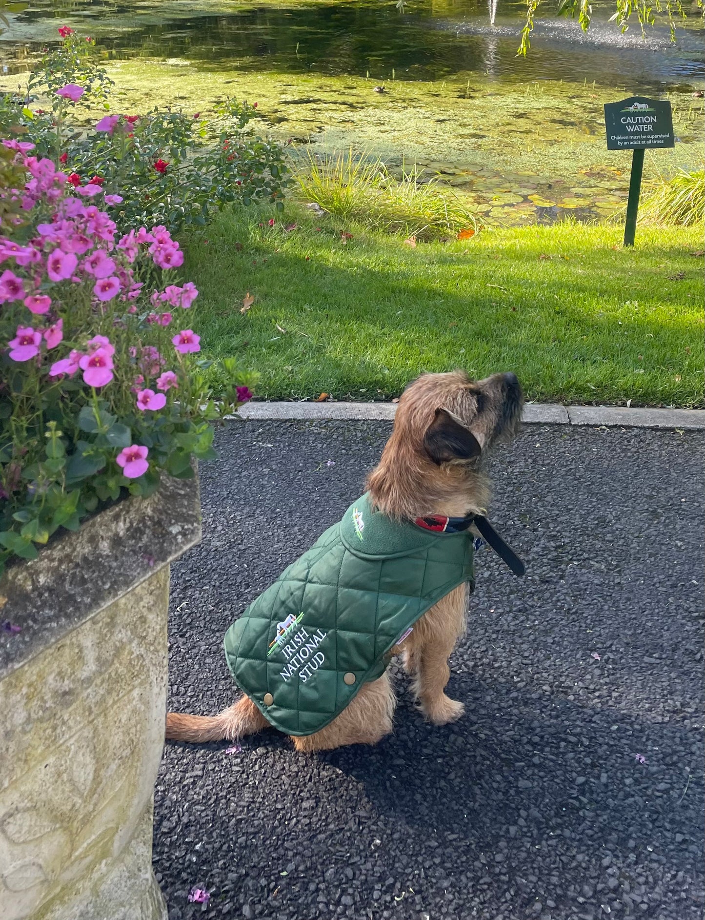 INS Dog Jacket