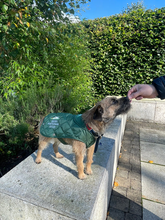 INS Dog Jacket