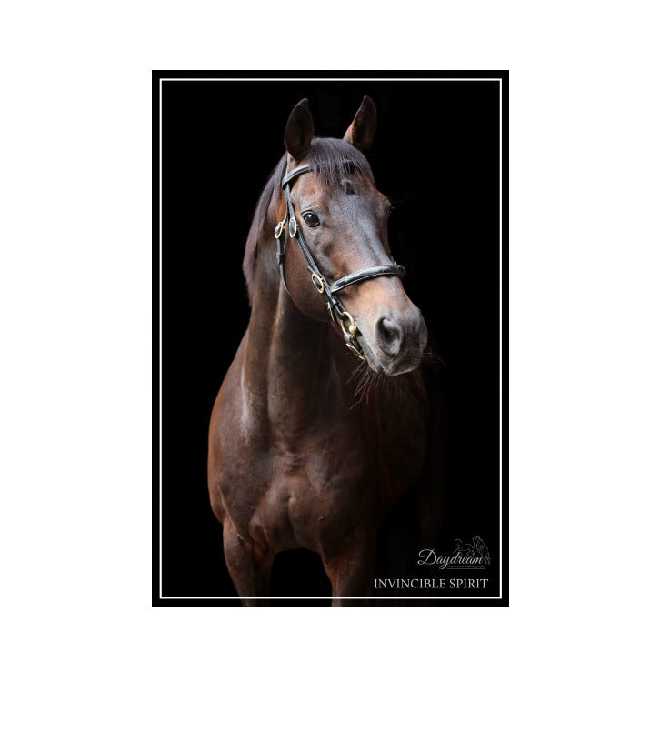 Invincible Spirit – Irish National Stud & Gardens Gift Shop