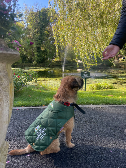 INS Dog Jacket